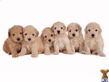 maltipoo puppy posted by NEW PUPPIES